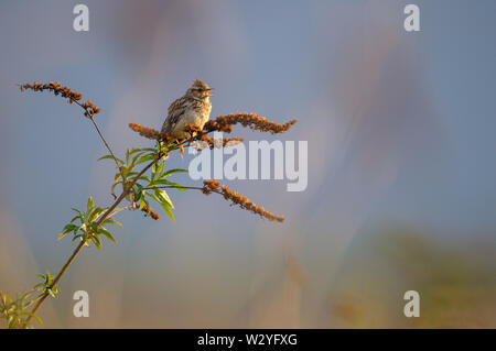 Woodlark, maschio, può, Oberhausen, la zona della Ruhr, Renania settentrionale-Vestfalia, Germania (Lullula arborea) Foto Stock