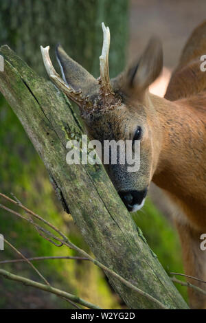 Il Roe Deer buck, Bassa Sassonia, Germania, Capreolus capreolus Foto Stock