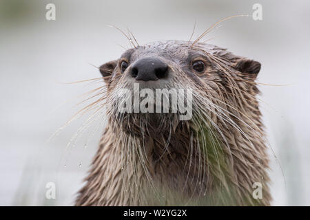 Lontra europea, Bassa Sassonia, Germania, Lutra lutra Foto Stock