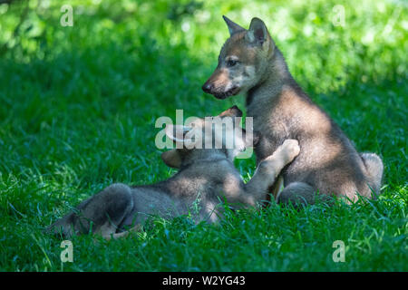 Cuccioli di lupo, Canis lupus Foto Stock