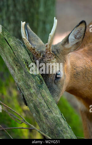 Il Roe Deer buck, Bassa Sassonia, Germania, Capreolus capreolus Foto Stock