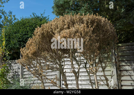 Sceletonising, albero scatola di Tarma, cambiamenti climatici, hohenlohe regione heilbronn-Franconia, BADEN-WUERTTEMBERG, Germania (Cydalima perspectalis) Foto Stock