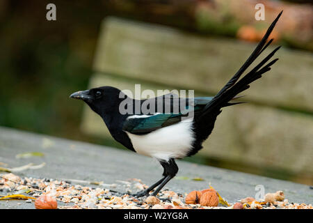 Eurasian gazza, (Pica pica) Foto Stock
