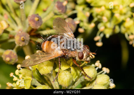 Fly parassita (Tachina fera) Foto Stock