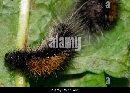 Legno tiger, Caterpillar, (Parasemia plantaginis) Foto Stock