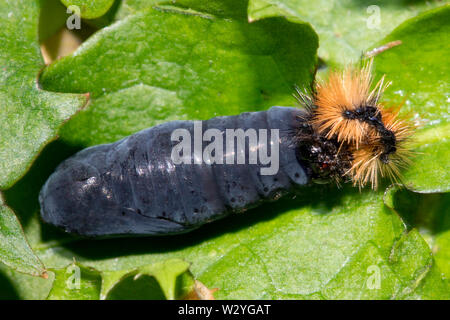 Legno tiger, ninfa, testa di caterpillar, (Parasemia plantaginis) Foto Stock