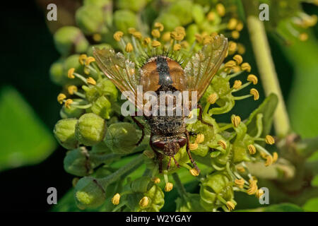 Fly parassita (Tachina fera) Foto Stock