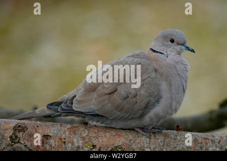 Eurasian colomba a collare (Streptopelia decaocto) Foto Stock