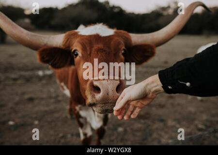 Mano della persona che accarezza il naso di una bella mucca sparato da su chiudere in un campo Foto Stock