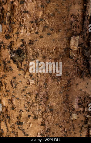 Isola Norfolk Pine nome latino Araucaria heterophylla. Tronco di albero close up, corteccia texture Foto Stock