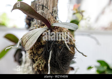 Piante epiphytic attaccati agli alberi, close-up di radici Foto Stock