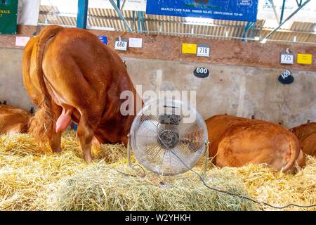 Harrogate. Regno Unito. 11 luglio 2019. Il raffreddamento visualizza il bestiame nelle stalle di bestiame al grande spettacolo dello Yorkshire. Credit Elli Birch/SIP Agenzia fotografica/Alamy live news. Foto Stock