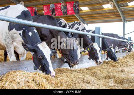 Harrogate. Regno Unito. 11 luglio 2019. Vacche da latte al grande spettacolo dello Yorkshire. Credit Elli Birch/SIP Agenzia fotografica/Alamy live news. Foto Stock