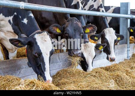 Harrogate. Regno Unito. 11 luglio 2019. Vacche da latte al grande spettacolo dello Yorkshire. Credit Elli Birch/SIP Agenzia fotografica/Alamy live news. Foto Stock