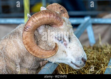 Harrogate. Regno Unito. 11 luglio 2019. Pecore. curly avvisatore acustico al grande spettacolo dello Yorkshire. Credit Elli Birch/SIP Agenzia fotografica/Alamy live news. Foto Stock