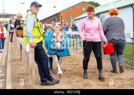 Harrogate. Regno Unito. 11 luglio 2019. Pony coperte in rug e cofano al grande spettacolo dello Yorkshire. Credit Elli Birch/SIP Agenzia fotografica/Alamy live news. Foto Stock