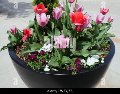 Fioritura di fiori colorati in un enorme pot nero da un marciapiede in calcestruzzo Foto Stock