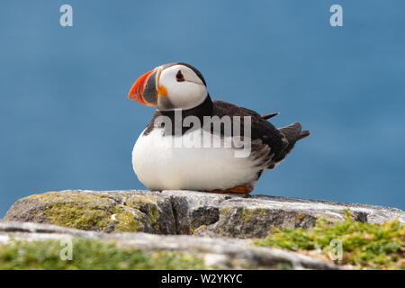 Atlantic puffin - fratercula arctica - Isola di maggio, Scotland, Regno Unito Foto Stock