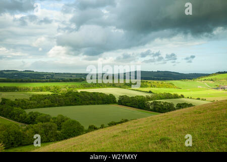 Pomeriggio estivo sul South Downs nel West Sussex. Foto Stock