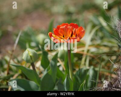 Distanza media di un rosso Orange Tulip, con uno sfondo morbido Foto Stock