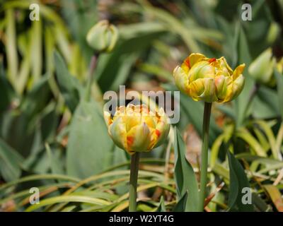 Piccolo parzialmente aperta dei fiori in un giardino Foto Stock