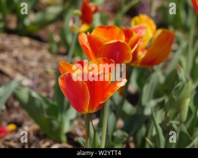 Fila di tre giallo arancione tulipani, con uno sfondo morbido Foto Stock