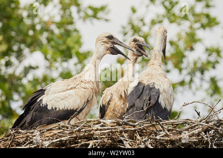 Tre giovani cicogne su un nido occupato per i posteri Foto Stock