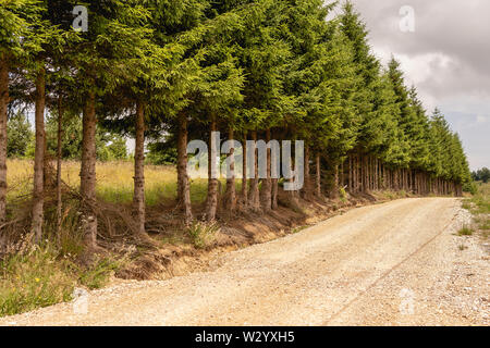 Foresta di Pini paesaggio. Bosco di abeti sul prato. Foto Stock