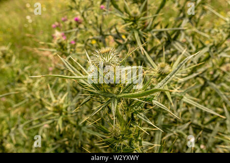 Verde spinoso selvaggio fiore Wooly Thistle Cirsium Eriophorum Foto Stock