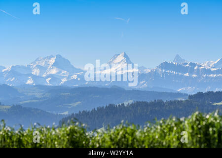 Schreckhorn un einem Frühsommermorgen Foto Stock