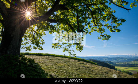 Sonne scheint durchs Blätterdach von grossem Laubbaum im Emmental Foto Stock