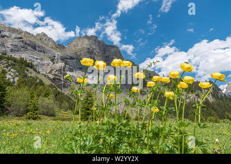 Paesaggio con globeflowers europea tra Oeschinen stazione di montagna e lago Oeschinensee, Kandersteg, Oberland bernese, il Cantone di Berna, Switzerla Foto Stock