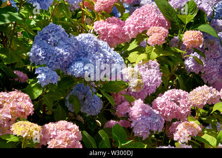 Colorati fiori di ortensie in giardino Foto Stock