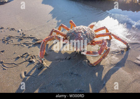 Grancevole (Maja brachydactyla) sulla spiaggia Yayslas Borth Ceredigion, metà del Galles, UK Giugno 2019. Foto Stock