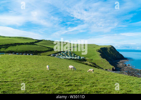 Pecore al pascolo vicino a Le Pen Y Graig caravan park, sulla costa Ceredigion Borth. Giugno 2019 Foto Stock