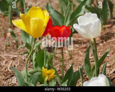 Distanza media vista laterale del rosso, giallo e bianco i tulipani Foto Stock