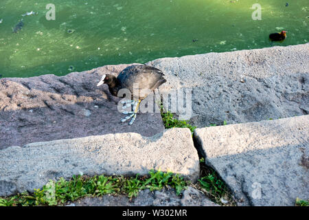 Blässhuhn - Nero folaga con la neonata Foto Stock