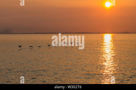 Una formazione di pellicani volando a bassa quota sopra l'acqua della baia di San Francisco a sunrise. Foto Stock