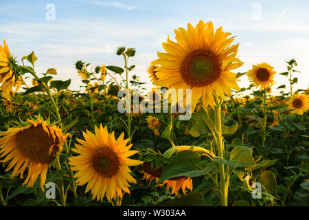 Girasoli in un campo con una bella luce calda del sole e cielo blu durante il tramonto in Bornheim, Germania (ora d'oro) Foto Stock
