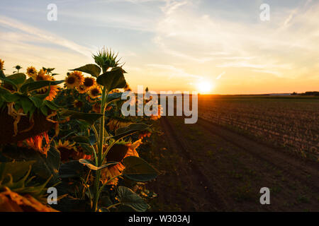 Girasoli crescono in un campo sotto una bella calda e blu cielo arancione durante il tramonto in Bornheim, Germania - luce posteriore, formato orizzontale ora d'oro Foto Stock