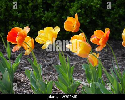 Di medie immagine ravvicinata di giallo arancione tulip fiori che crescono in un giardino Foto Stock