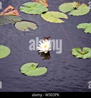 Gulf Shores, AL USA - 05/08/2019 - White Pond Lily con Dragon Fly Foto Stock