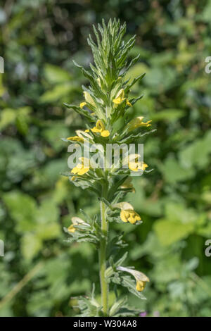 Fiori gialli di giallo Bartsia / Parentucellia viscosa che cresce in terra umida (giugno, Cornwall). A volte specie invasive, consistenza appiccicosa. Foto Stock