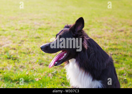 Closeup ritratto di giocoso di razza Border Collie cane guardare accanto a bocca aperta divertente faccia oltre all'aperto erba verde prato. Adorabile cucciolo enjoyin Foto Stock