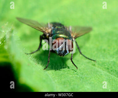 Greenbottle fly (Lucilia caesar) Kent, Regno Unito Foto Stock