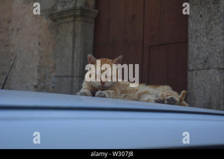 Lo zenzero cat in appoggio sulla parte superiore del tetto di un'automobile in Italia. Fotografia realistica di carino gattino randagio in una vecchia città in Calabria. Foto Stock