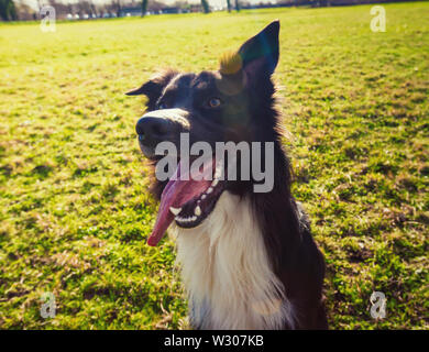 Closeup ritratto di giocoso di razza Border Collie, mantiene la bocca aperta e mostrando grande lingua, faccia buffa espressione oltre all'aperto erba verde prato. Ado Foto Stock