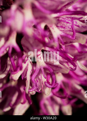 Wild Orchid comunemente knowm come Orchide omiciattolo (Orchis simia) su uno sfondo nero.jpg Foto Stock