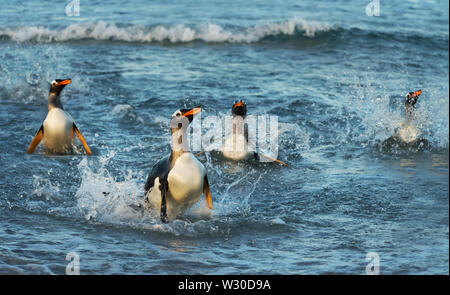 Close up dei pinguini di Gentoo (Pygoscelis papua) immersioni in acqua. Foto Stock