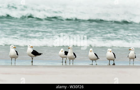 Gruppo di kelp gabbiani (Larus dominicanus) su di una spiaggia di sabbia. Foto Stock